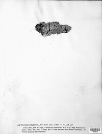Pannaria rubiginosa image